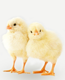 Ross 308 Commercial Broiler